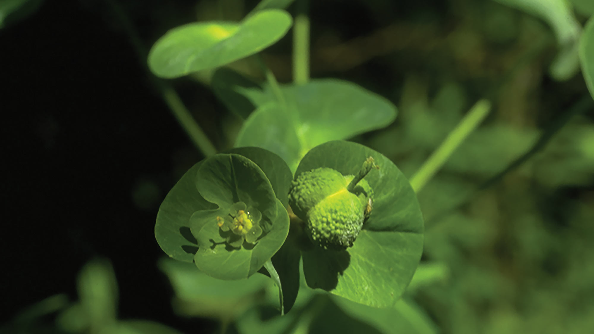 The A.T. landscape is one of the most biodiverse regions of North America. The glade spurge, a delicate woodland plant (above) is classified as vulnerable in Virginia and endangered in other parts of its mid-Atlantic range.