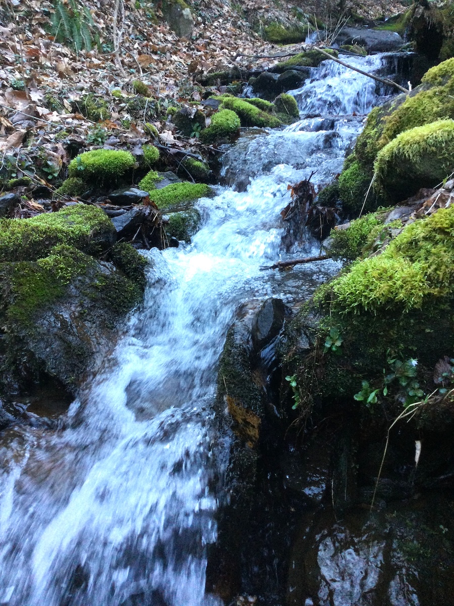 Tuskegee Creek flowing down a forest hill covered in wet rocks and moss. 