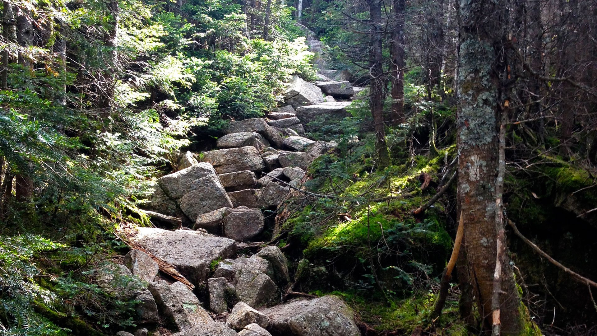 Rocky Trail in New Hampshire