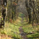 The Appalachian Trail cuts through a spring forest, marked by a white blaze painted on a tree.