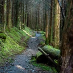 The Appalachian Trail crossing through a wooded, mossy forest.