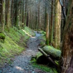 The Appalachian Trail crossing through a wooded, mossy forest.